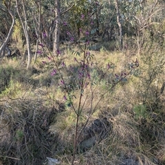 Indigofera australis subsp. australis (Australian Indigo) at Kambah, ACT - 27 Sep 2024 by MattS