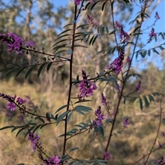 Indigofera australis subsp. australis at Kambah, ACT - 27 Sep 2024 04:31 PM