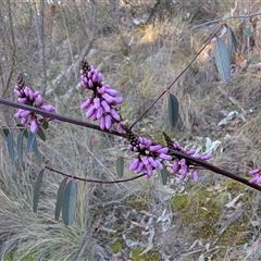 Indigofera australis subsp. australis at Kambah, ACT - 27 Sep 2024 04:31 PM