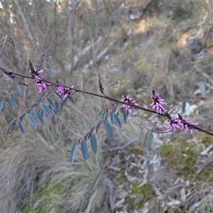 Indigofera australis subsp. australis at Kambah, ACT - 27 Sep 2024 04:31 PM