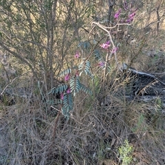 Indigofera australis subsp. australis at Kambah, ACT - 27 Sep 2024 04:31 PM