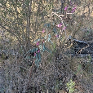 Indigofera australis subsp. australis at Kambah, ACT - 27 Sep 2024 04:31 PM