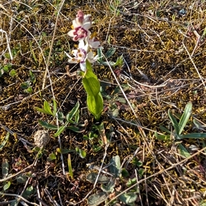 Wurmbea dioica subsp. dioica at Kambah, ACT - 27 Sep 2024