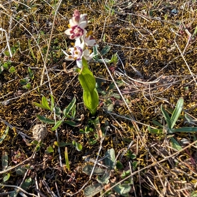 Wurmbea dioica subsp. dioica (Early Nancy) at Kambah, ACT - 27 Sep 2024 by MattS