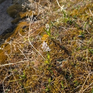 Wurmbea dioica subsp. dioica at Kambah, ACT - 27 Sep 2024