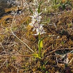 Wurmbea dioica subsp. dioica at Kambah, ACT - 27 Sep 2024