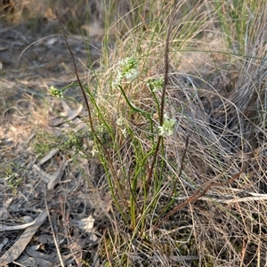 Stackhousia monogyna at Kambah, ACT - 27 Sep 2024 05:08 PM