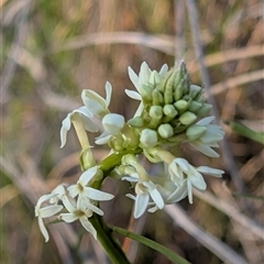 Stackhousia monogyna at Kambah, ACT - 27 Sep 2024 05:08 PM