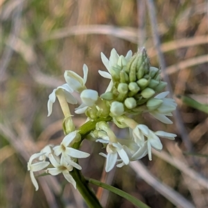 Stackhousia monogyna at Kambah, ACT - 27 Sep 2024 05:08 PM