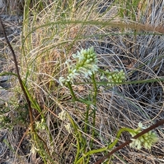 Stackhousia monogyna at Kambah, ACT - 27 Sep 2024