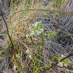 Stackhousia monogyna at Kambah, ACT - 27 Sep 2024 05:08 PM