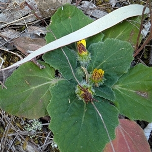 Cymbonotus sp. (preissianus or lawsonianus) at Kambah, ACT - 27 Sep 2024