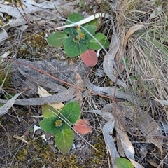 Cymbonotus sp. (preissianus or lawsonianus) at Kambah, ACT - 27 Sep 2024