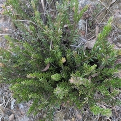 Grevillea (genus) (Grevillea) at Theodore, ACT - 6 Sep 2024 by MattS