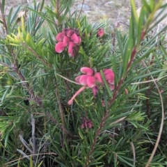 Grevillea (genus) (Grevillea) at Theodore, ACT - 6 Sep 2024 by MattS