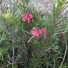 Grevillea sp. (Grevillea) at Theodore, ACT - 6 Sep 2024 by MattS