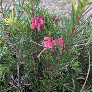 Grevillea sp. at Theodore, ACT - 6 Sep 2024 05:23 PM