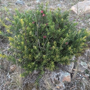 Grevillea sp. at Theodore, ACT - 6 Sep 2024 05:23 PM