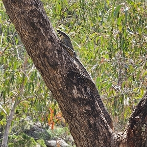 Varanus varius at Adjungbilly, NSW - 29 Sep 2024