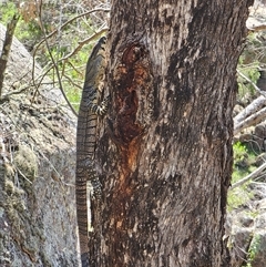 Varanus varius at Adjungbilly, NSW - 29 Sep 2024