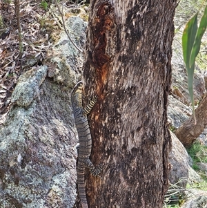 Varanus varius at Adjungbilly, NSW - 29 Sep 2024