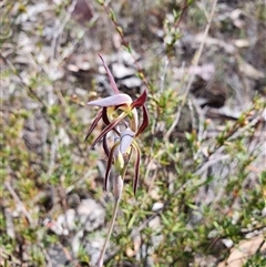 Lyperanthus suaveolens (Brown Beaks) at Bruce, ACT - 29 Sep 2024 by Bubbles