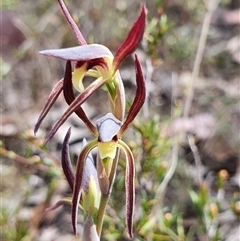 Lyperanthus suaveolens at Bruce, ACT - suppressed