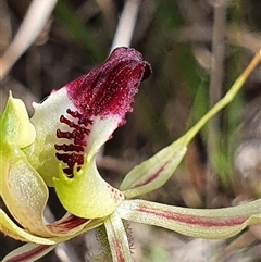 Caladenia atrovespa (Green-comb Spider Orchid) at Yarralumla, ACT - 29 Sep 2024 by Bubbles