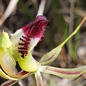 Caladenia atrovespa at Yarralumla, ACT - 29 Sep 2024