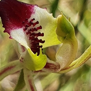 Caladenia atrovespa at Yarralumla, ACT - 29 Sep 2024