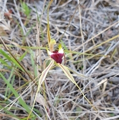 Caladenia atrovespa at Yarralumla, ACT - 29 Sep 2024