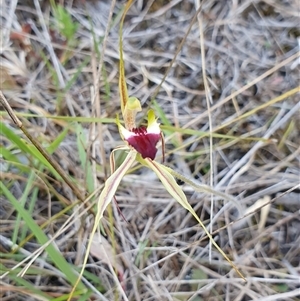 Caladenia atrovespa at Yarralumla, ACT - 29 Sep 2024