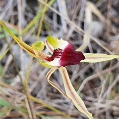 Caladenia atrovespa at Yarralumla, ACT - 29 Sep 2024