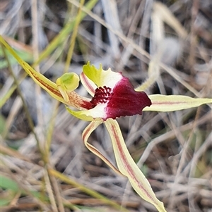 Caladenia atrovespa at Yarralumla, ACT - 29 Sep 2024