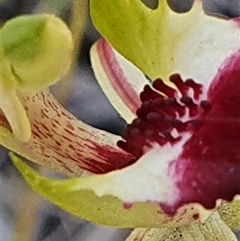 Caladenia atrovespa at Yarralumla, ACT - 29 Sep 2024