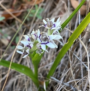 Wurmbea dioica subsp. dioica at Ngunnawal, ACT - 29 Sep 2024 01:39 PM