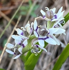 Wurmbea dioica subsp. dioica at Ngunnawal, ACT - 29 Sep 2024