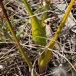 Wurmbea dioica subsp. dioica at Ngunnawal, ACT - 29 Sep 2024