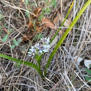 Wurmbea dioica subsp. dioica at Ngunnawal, ACT - 29 Sep 2024 01:39 PM