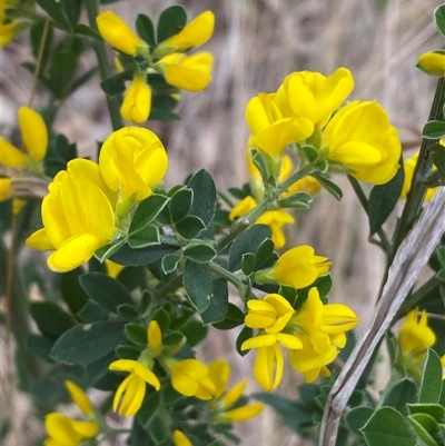 Genista monspessulana (Cape Broom, Montpellier Broom) at Ngunnawal, ACT - 29 Sep 2024 by SteveBorkowskis