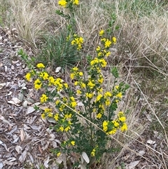 Genista monspessulana at Ngunnawal, ACT - 29 Sep 2024 04:14 PM