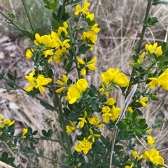 Genista monspessulana at Ngunnawal, ACT - 29 Sep 2024 04:14 PM