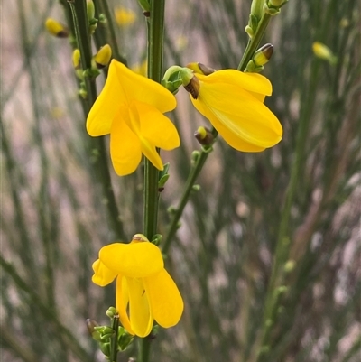 Cytisus scoparius subsp. scoparius (Scotch Broom, Broom, English Broom) at Ngunnawal, ACT - 29 Sep 2024 by SteveBorkowskis