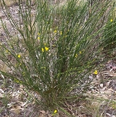 Cytisus scoparius subsp. scoparius at Ngunnawal, ACT - 29 Sep 2024 04:00 PM