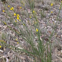 Cytisus scoparius subsp. scoparius at Ngunnawal, ACT - 29 Sep 2024 04:00 PM