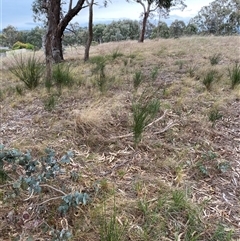 Cytisus scoparius subsp. scoparius at Ngunnawal, ACT - 29 Sep 2024 04:00 PM