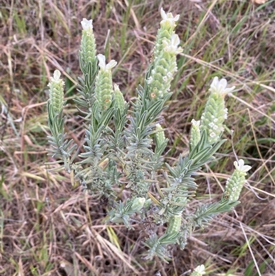 Lavandula stoechas (Spanish Lavender or Topped Lavender) at Ngunnawal, ACT - 29 Sep 2024 by SteveBorkowskis