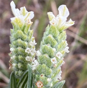 Lavandula stoechas at Ngunnawal, ACT - 29 Sep 2024 03:55 PM