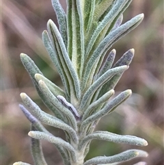 Lavandula stoechas at Ngunnawal, ACT - 29 Sep 2024 03:55 PM