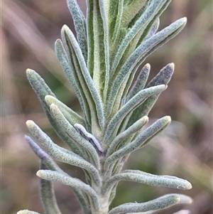 Lavandula stoechas at Ngunnawal, ACT - 29 Sep 2024 03:55 PM